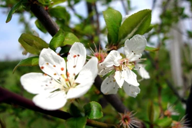 Pictwork: Floral Hd Wallpapers