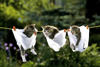 Funny Animal Desktop Backgrounds   Wallpapers Cave