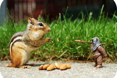 Funniest Animal Bloopers 2 Free Hd Wallpapers   Funnypicture.org