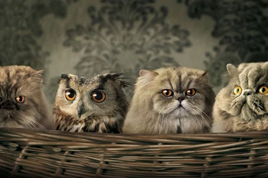 Funny Animals Desktop Backgrounds HD 1920x1080