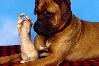 Funny Animals Wallpapers 2 Cool Wallpapers   Funnypicture.org