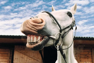 Free Wallpapers Horse Funny Farm Animal