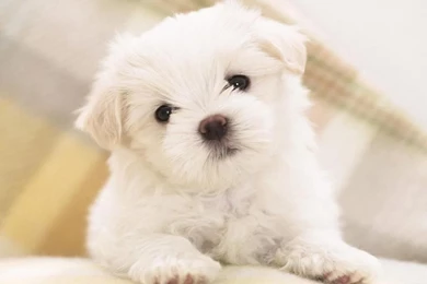 Download Free Cute Dog Wallpapers HD For Android   The Quotes Land