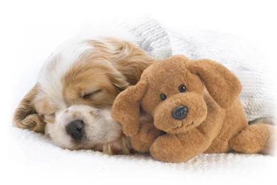 YouWall   Cute Dog Wallpapers   Wallpaper,wallpapers,free Wallpapers ...