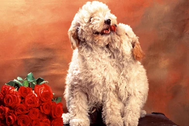 Cute Cats & Dogs Wallpaper Images Free Download For Desktop ...