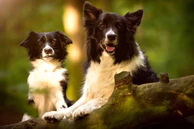 Dog Wallpapers, Dog Desktop Images, Animal Background Images ...