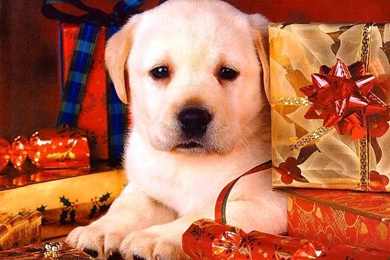 High Definition Wallpapers: Dog Wallpapers