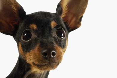 Dog Wallpaper, Cute Dog Images, Hd Wallpapers, Desktop Images ...