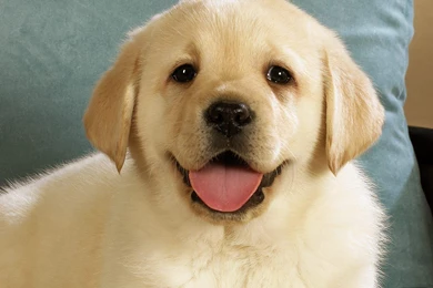Youwall Cute Dog Wallpapers Wallpapers Wallpapers Free Wallpapers ...