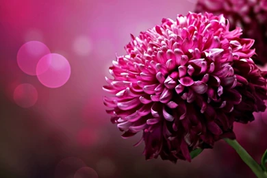 3D Flower Backgrounds Wallpaper: Desktop HD Wallpapers   Download ...