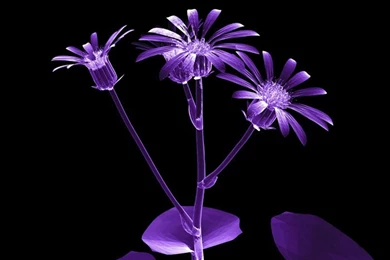 Quopinslok: Backgrounds 3d Flower
