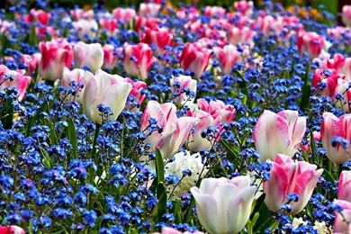 Spring 3d Flowers Wallpapers