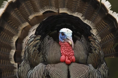 Turkey Wallpapers Desktop   Wallpapers Cave