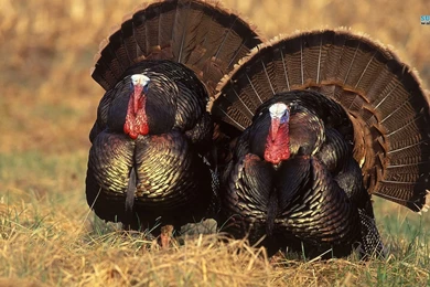 Turkey Computer Wallpapers, Desktop Backgrounds