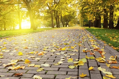 Autumn Walk Way Nexus 5 Wallpapers (1920x1080)