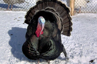 Free Wallpapers Ridley Bronze Turkey