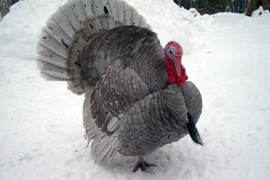 Free Wallpapers Blue Slate Turkey Bird Photo