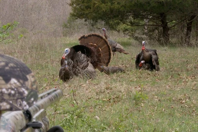 15 Yard Files: Priceless Reaction From First Time Turkey Hunter ...