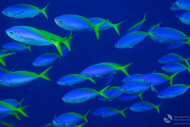 Fish Backgrounds   1358239