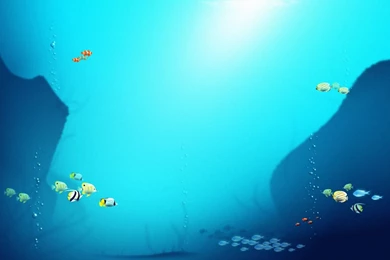 2560x1600px Fish Backgrounds Blue Wallpapers