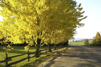 1024x768 Walk This Way Desktop PC And Mac Wallpapers