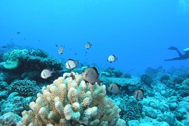 Fish Backgrounds Wallpapers Cave