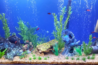 Concept Design Home: Fish Tank Backgrounds Pictures