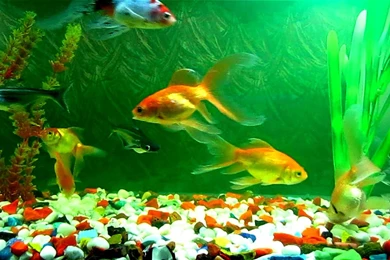 Reduce Stress By Viewing Colorful Fish Tank Backgrounds Pictures ...