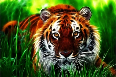 HD Tigers Wallpapers For Desktop   Zibrato