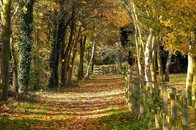 Landscape Astonishing Nature Quality Trees Backgrounds Picture ...