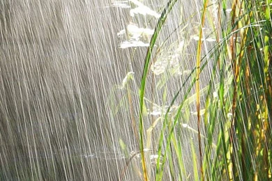 Rain iPhone 6 Wallpapers