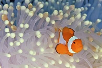 Fish Desktop Wallpapers