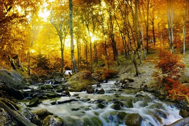 Forests Popular Sunshine Nature Golden Forests Wallpapers Golden ...