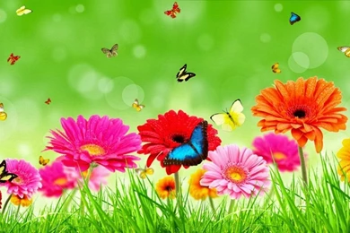 Flowers Wallpapers   HD Desktop Backgrounds   Page 12