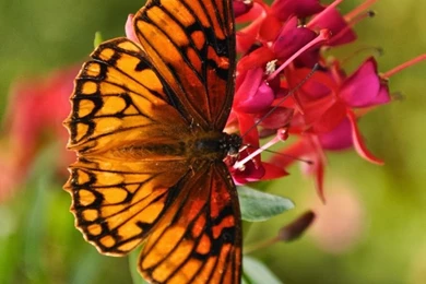 World's Most Beautiful Flowers Wallpapers