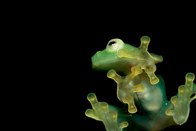 Green Black Wallpapers   Wallpapers HD Wide