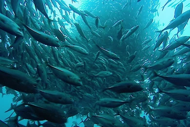 The Blue Planet Wallpapers