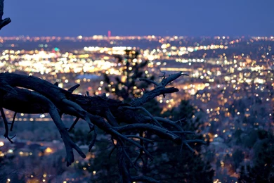 Dry Tree With The City Lights In Backgrounds Wallpapers :: HD ...