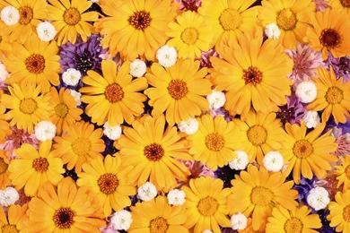 The Second Series Of 1920 Flowers Backgrounds 13627 Flower ...