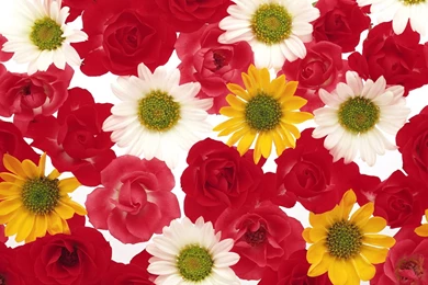 1600 Series II Flowers Backgrounds 13708   Flower Backgrounds   Flowers