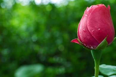 Download Flower Background Images HD Wallpaper3