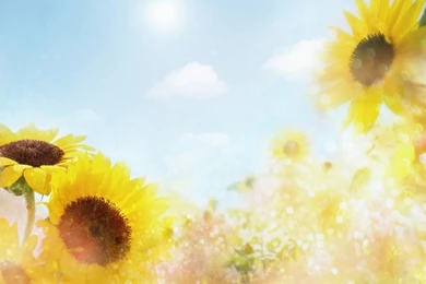 Flower Wallpapers Tumblr Hd Black And White Widescreen Download For ...