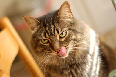 HD Animal Wallpapers: Cat Wallpapers HD