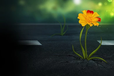 593) Creative High Resolution Wallpapers   WalOps.com