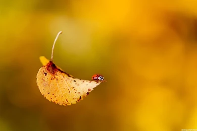Cute Fall Wallpapers   HD Wallpapers Lovely