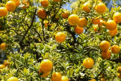 Orange Tree Desktop Wallpapers   Orange Tree Images, New Wallpapers