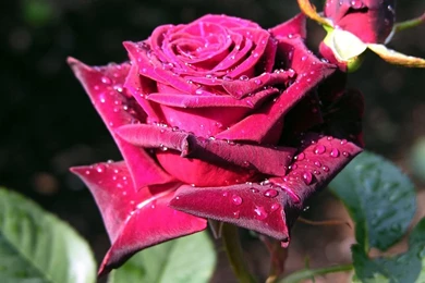 Wallpapers Roses Flowers Image