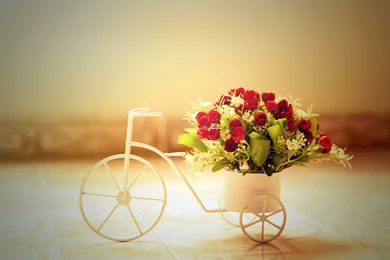 Bicycle, Love, Red Rose Flowers, Photography Image Wallpapers