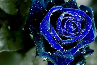 Wallpapers Free For Laptops Flowers And Buterflies (blue)