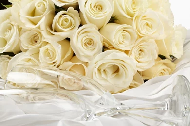White Roses HD Wallpapers Free Downloads